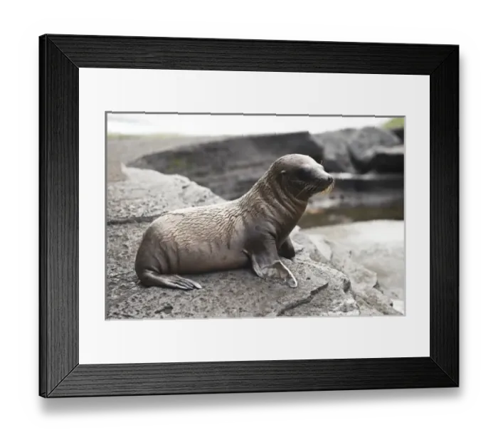 Framed Print : South America, Ecuador, Galapagos Is. Galapagos Fur Seal on Fernandina Island Framed Print : South America, Ecuador, Galapagos Is. Galapagos Fur Seal on Fernandina Island
