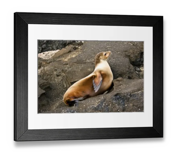 Framed Print : South America, Ecuador, Galapagos Is. Galapagos Sea Lion on North Seymour Island