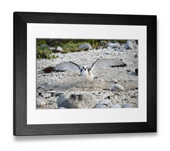Framed Print : South America, Ecuador, Galapagos Islands, Swallow-tailed Gull, Genovesa Island