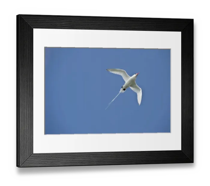 Framed Print : South America, Ecuador, Galapagos Islands, Red-billed Tropicbird, near Espanola in