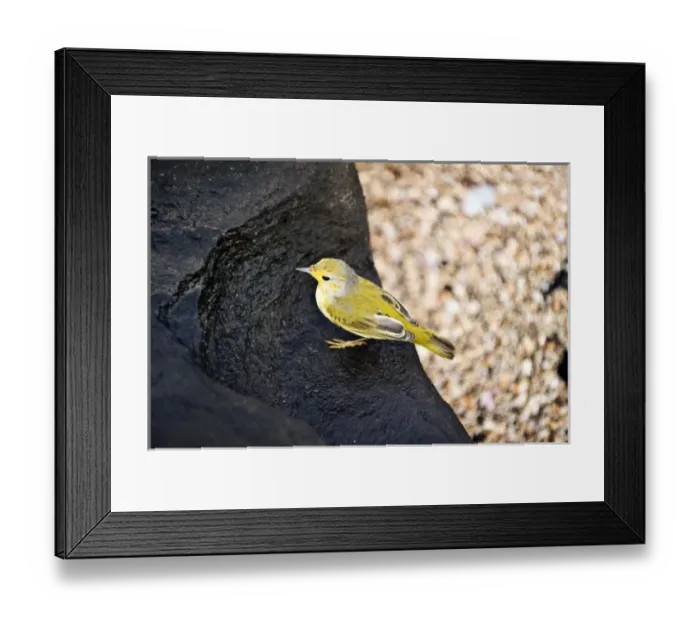 Framed Print : Central America, Ecuador Framed Print : Central America, Ecuador