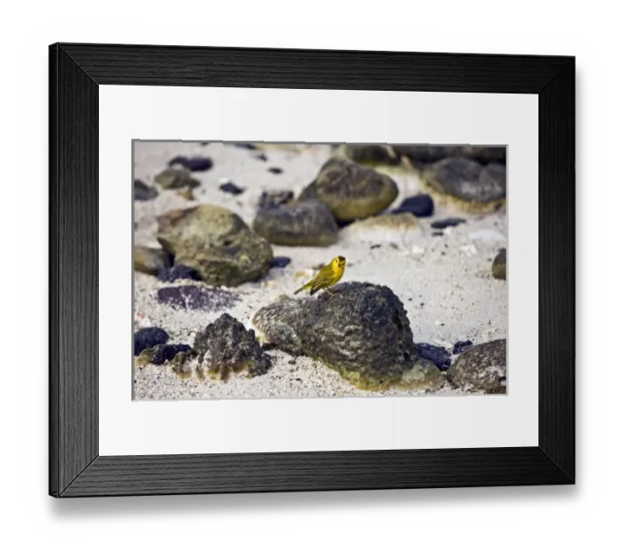 Framed Print : Central America, Ecuador