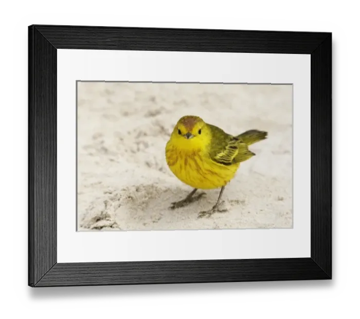 Framed Print : Central America, Ecuador Framed Print : Central America, Ecuador