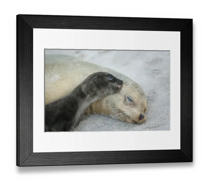 Framed Print : Ecuador, Galapagos Islands, Espanola Island. Sea-lion newborn pup thinks moms ear is teat Framed Print : Ecuador, Galapagos Islands, Espanola Island. Sea-lion newborn pup thinks moms ear is teat