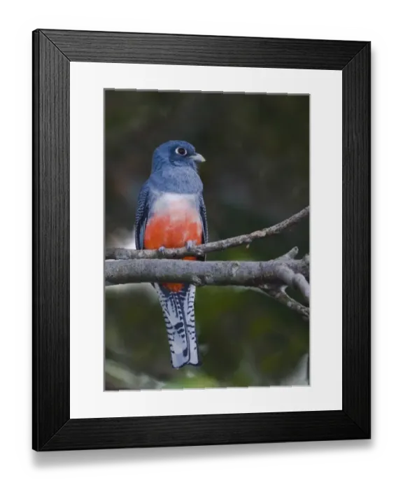 Framed Print : South America, Ecuador. Frontal view of blue-crowned trogon on branch in the Napo Wildlife Center