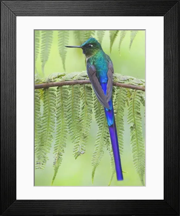 Framed Print : Central America, Ecuador Framed Print : Central America, Ecuador