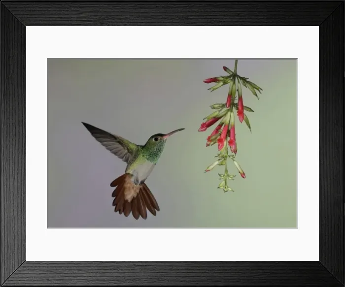 Framed Print : Ecuador, Tandayapa Bird Lodge. Rufous-tailed hummingbird flies to red flowers to feed Framed Print : Ecuador, Tandayapa Bird Lodge. Rufous-tailed hummingbird flies to red flowers to feed