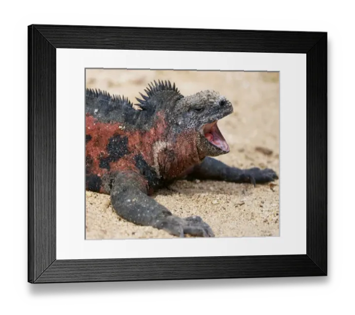 Framed Print : Ecuador, Galapagos Islands. A marine iguana yawning