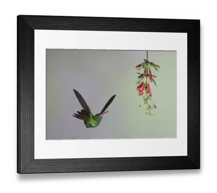 Framed Print : Central America, Ecuador