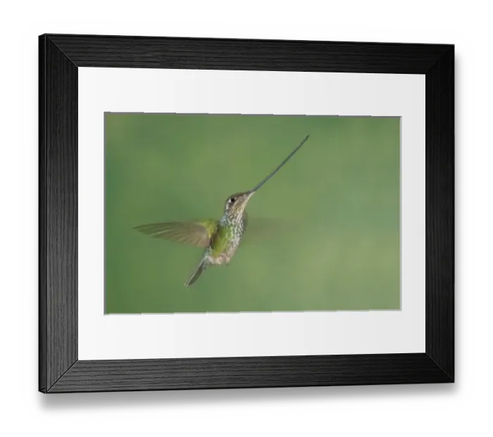 Framed Print : South America, Ecuador, Guango Lodge. Swordbilled hummingbird in flight Framed Print : South America, Ecuador, Guango Lodge. Swordbilled hummingbird in flight