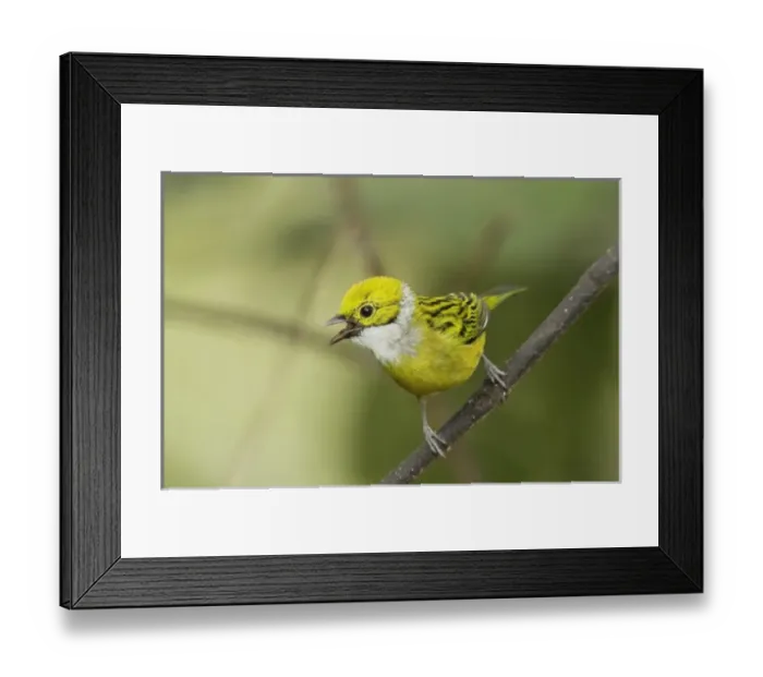 Framed Print : Central America, Ecuador Framed Print : Central America, Ecuador