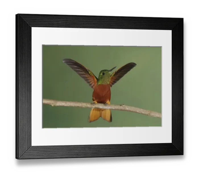 Framed Print : Central America, Ecuador Framed Print : Central America, Ecuador
