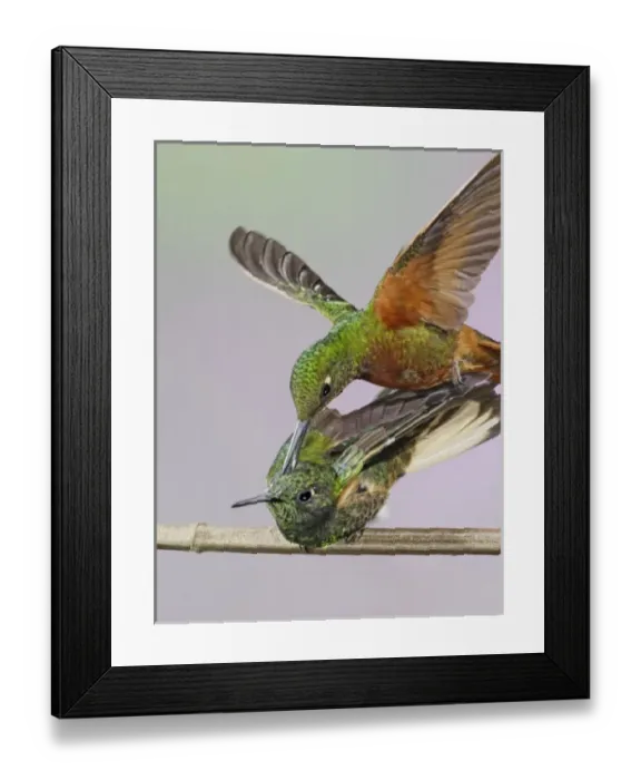 Framed Print : South America, Ecuador, Guango Lodge. Chestnut-breasted coronet biting the head of Framed Print : South America, Ecuador, Guango Lodge. Chestnut-breasted coronet biting the head of