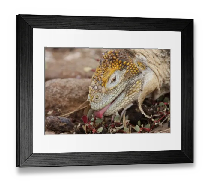 Framed Print : Central America, Ecuador Framed Print : Central America, Ecuador