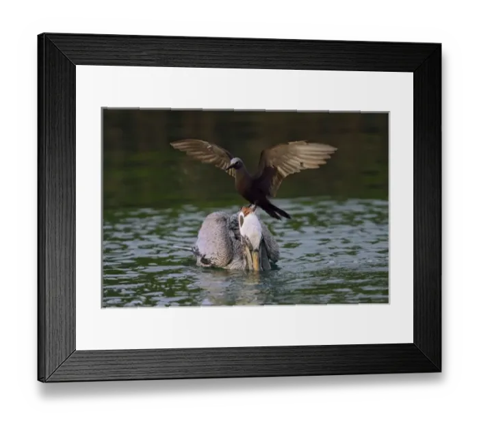 Framed Print : Ecuador, Galapagos Islands, Santa Cruz. Brown noddy lands on head of surprised brown pelican Framed Print : Ecuador, Galapagos Islands, Santa Cruz. Brown noddy lands on head of surprised brown pelican