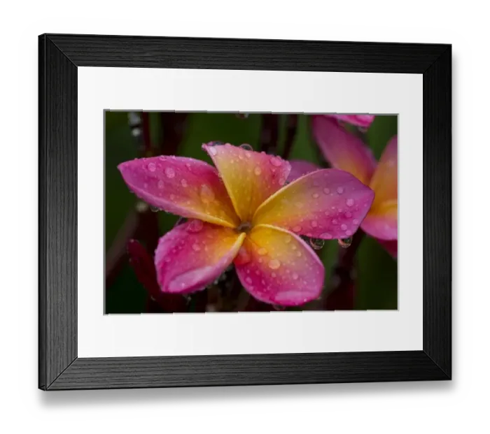 Framed Print : South America, Ecuador, Napo Wildlife Center. Close-up of plumeria flower Framed Print : South America, Ecuador, Napo Wildlife Center. Close-up of plumeria flower