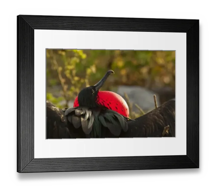 Framed Print : Ecuador, Galapagos National Park, Genovesa Island. Rear view of male frigatebird displaying Framed Print : Ecuador, Galapagos National Park, Genovesa Island. Rear view of male frigatebird displaying