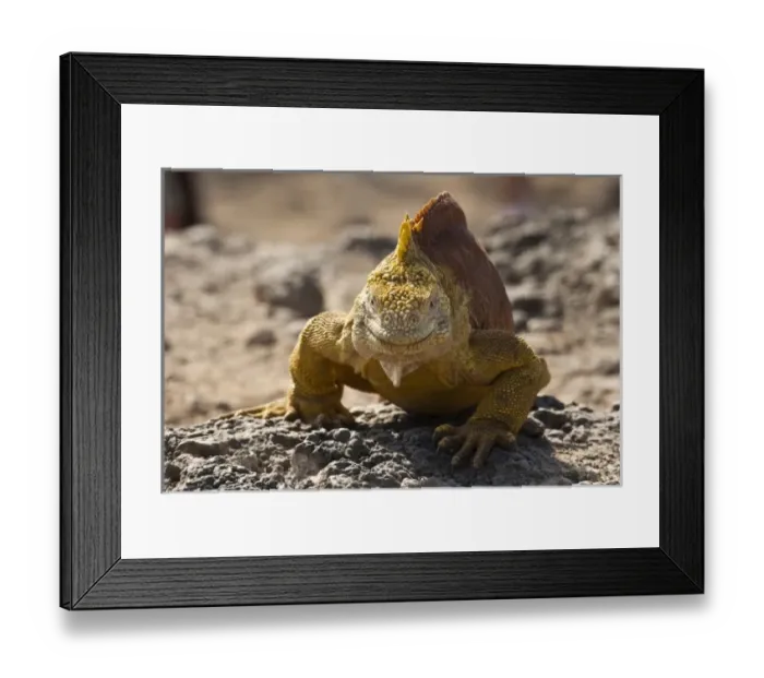 Framed Print : Central America, Ecuador Framed Print : Central America, Ecuador