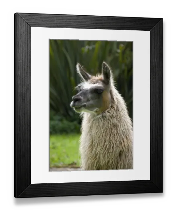Framed Print : Central America, Ecuador Framed Print : Central America, Ecuador
