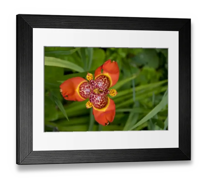 Framed Print : Ecuador. Highland town of Otavalo. Historic Hacienda Cusin (aka Casa Cusin), est Framed Print : Ecuador. Highland town of Otavalo. Historic Hacienda Cusin (aka Casa Cusin), est