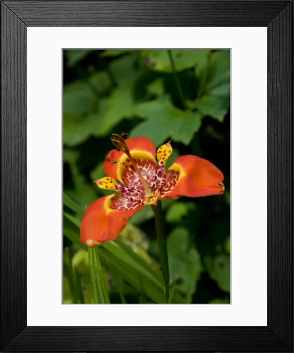 Framed Print : Ecuador. Highland town of Otavalo. Historic Hacienda Cusin (aka Casa Cusin), est Framed Print : Ecuador. Highland town of Otavalo. Historic Hacienda Cusin (aka Casa Cusin), est