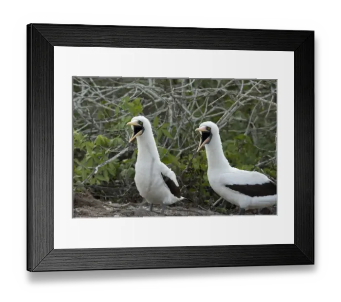 Framed Print : Ecuador, Galapagos. Genovesa Island aka Tower. Prince Philips Steps nature trail