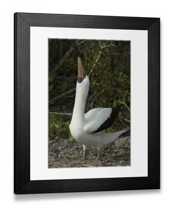 Framed Print : Ecuador, Galapagos. Genovesa Island aka Tower. Prince Philips Steps nature trail Framed Print : Ecuador, Galapagos. Genovesa Island aka Tower. Prince Philips Steps nature trail