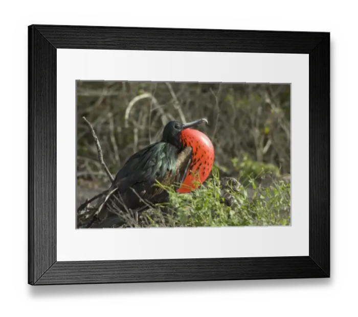 Framed Print : Central America, Ecuador Framed Print : Central America, Ecuador