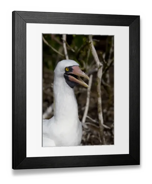 Framed Print : Ecuador, Galapagos. Genovesa Island aka Tower. Prince Philips Steps nature trail