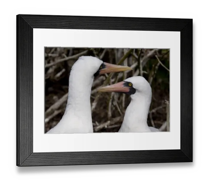 Framed Print : Ecuador, Galapagos. Genovesa Island aka Tower. Prince Philips Steps nature trail Framed Print : Ecuador, Galapagos. Genovesa Island aka Tower. Prince Philips Steps nature trail