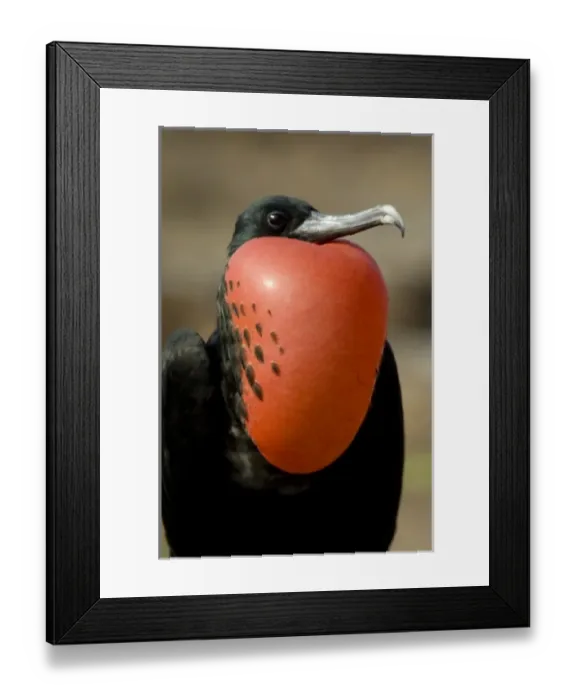 Framed Print : Ecuador, Galapagos, Genovesa Island. Prince Philips Steps nature trail. Male