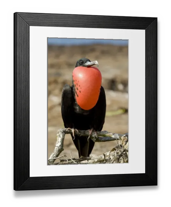 Framed Print : Central America, Ecuador Framed Print : Central America, Ecuador