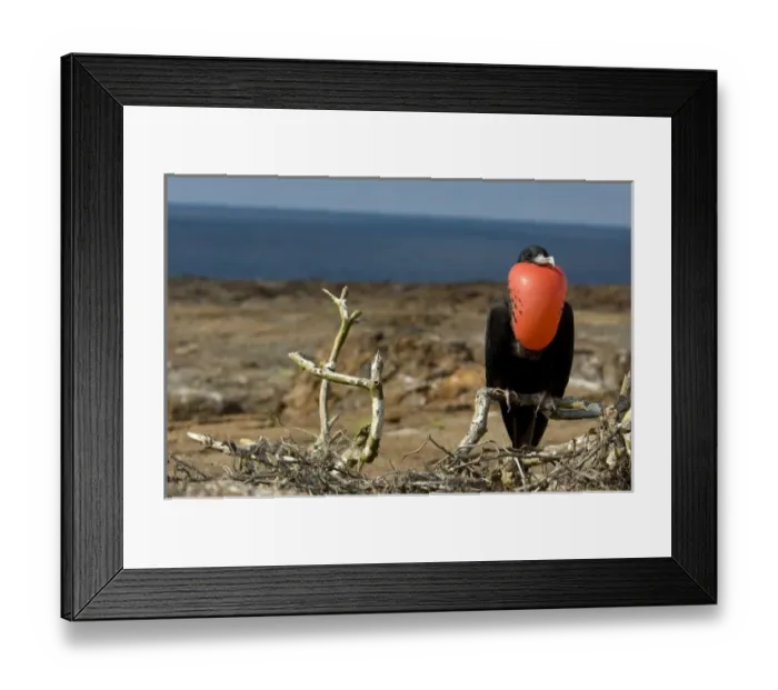 Framed Print : Ecuador, Galapagos, Genovesa Island. Prince Philips Steps nature trail. Male Framed Print : Ecuador, Galapagos, Genovesa Island. Prince Philips Steps nature trail. Male