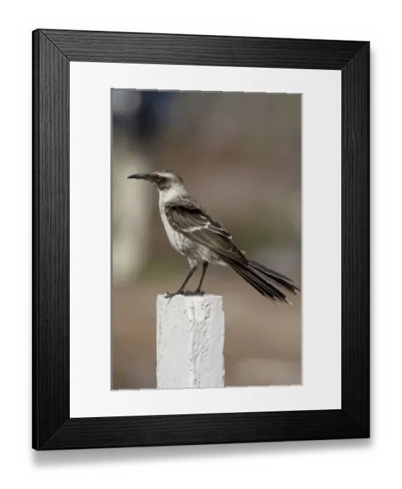 Framed Print : Ecuador, Galapagos. Genovesa Island aka Tower. Prince Philips Steps nature trail Framed Print : Ecuador, Galapagos. Genovesa Island aka Tower. Prince Philips Steps nature trail