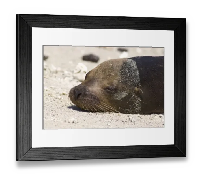 Framed Print : Ecuador, Galapagos. Genovesa Island aka Tower. Darwins Bay Beach. Galapagos Sea Lion (WILD Framed Print : Ecuador, Galapagos. Genovesa Island aka Tower. Darwins Bay Beach. Galapagos Sea Lion (WILD