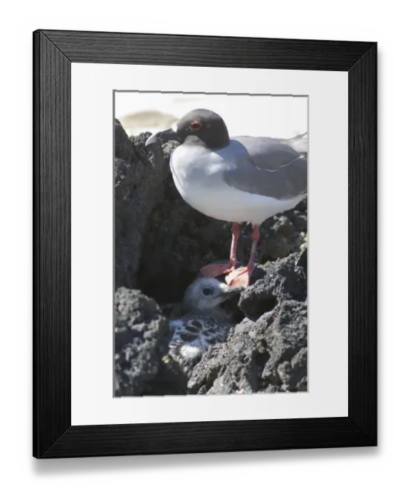 Framed Print : Ecuador, Galapagos. Genovesa Island aka Tower, Darwin Bay beach. Swallow-tailed gull mother & chick Framed Print : Ecuador, Galapagos. Genovesa Island aka Tower, Darwin Bay beach. Swallow-tailed gull mother & chick