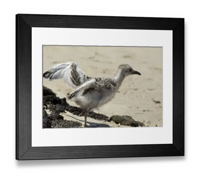 Framed Print : Ecuador, Galapagos. Genovesa Island aka Tower, Darwin Bay. Swallow-tailed gull chick Framed Print : Ecuador, Galapagos. Genovesa Island aka Tower, Darwin Bay. Swallow-tailed gull chick