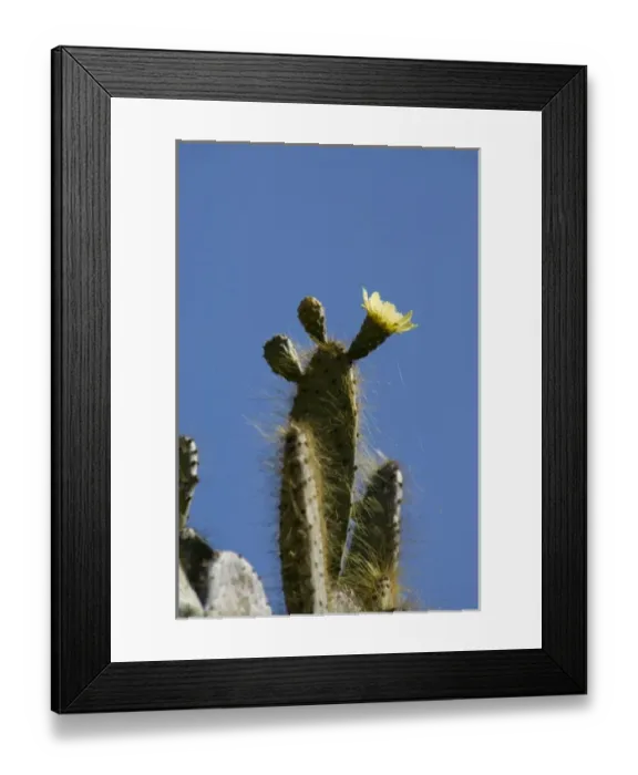 Framed Print : Ecuador, Galapagos. Genovesa Island aka Tower, Darwin Bay. Giant Prickly Pear Cactus