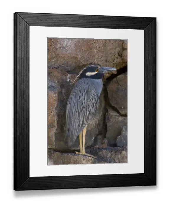 Framed Print : Ecuador, Galapagos. Genovesa Island aka Tower, Darwins Bay beach trail. Yellow-crowned Framed Print : Ecuador, Galapagos. Genovesa Island aka Tower, Darwins Bay beach trail. Yellow-crowned