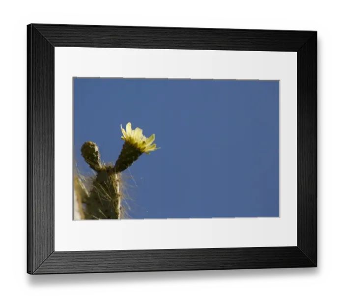 Framed Print : Ecuador, Galapagos. Genovesa Island aka Tower, Darwin Bay. Giant Prickly Pear Cactus Framed Print : Ecuador, Galapagos. Genovesa Island aka Tower, Darwin Bay. Giant Prickly Pear Cactus