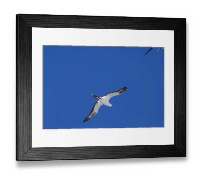 Framed Print : Ecuador, Galapagos. Genovesa Island aka Tower, Darwin Bay. Rare white plumage phase Framed Print : Ecuador, Galapagos. Genovesa Island aka Tower, Darwin Bay. Rare white plumage phase