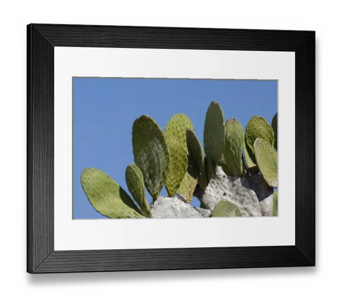 Framed Print : Ecuador, Galapagos. Genovesa Island aka Tower, Darwin Bay. Giant Prickly Pear Cactus