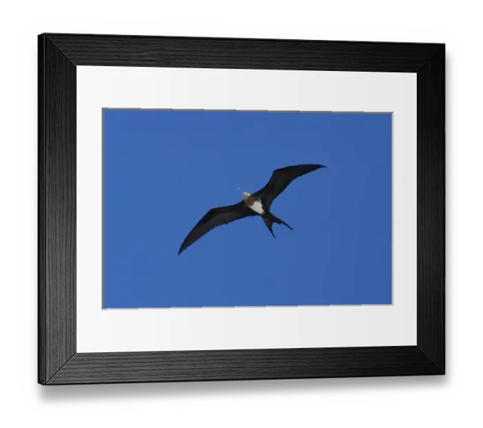 Framed Print : Ecuador, Galapagos. Genovesa Island aka Tower, Darwin Bay. Great Frigatebird (F) in flight (WILD Framed Print : Ecuador, Galapagos. Genovesa Island aka Tower, Darwin Bay. Great Frigatebird (F) in flight (WILD