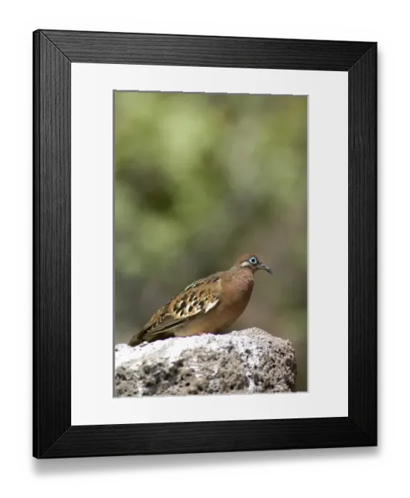 Framed Print : Central America, Ecuador Framed Print : Central America, Ecuador