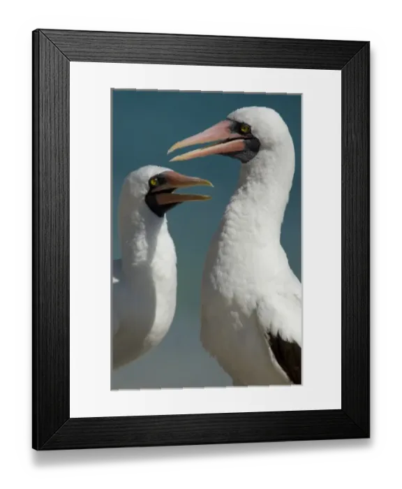 Framed Print : Central America, Ecuador Framed Print : Central America, Ecuador