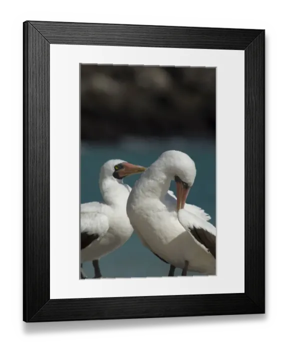 Framed Print : Ecuador, Galapagos. Genovesa Island aka Tower, Darwin Bay. Nazca booby aka Masked booby (WILD Framed Print : Ecuador, Galapagos. Genovesa Island aka Tower, Darwin Bay. Nazca booby aka Masked booby (WILD