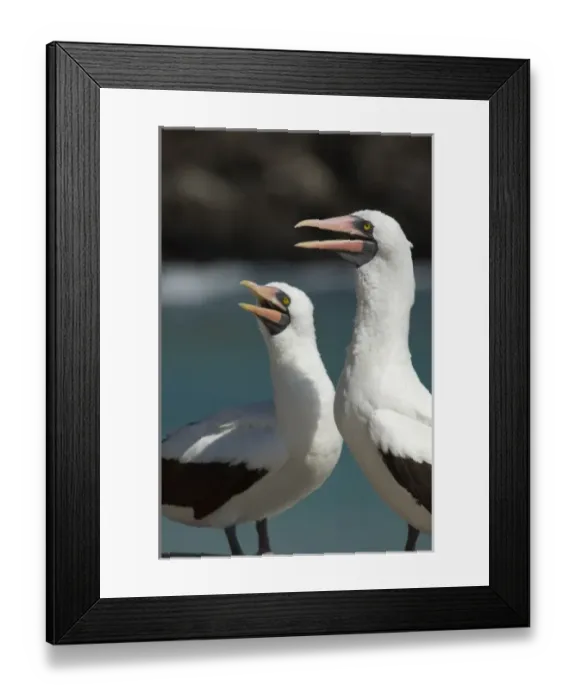 Framed Print : Ecuador, Galapagos. Genovesa Island aka Tower, Darwin Bay. Nazca booby aka Masked booby (WILD Framed Print : Ecuador, Galapagos. Genovesa Island aka Tower, Darwin Bay. Nazca booby aka Masked booby (WILD