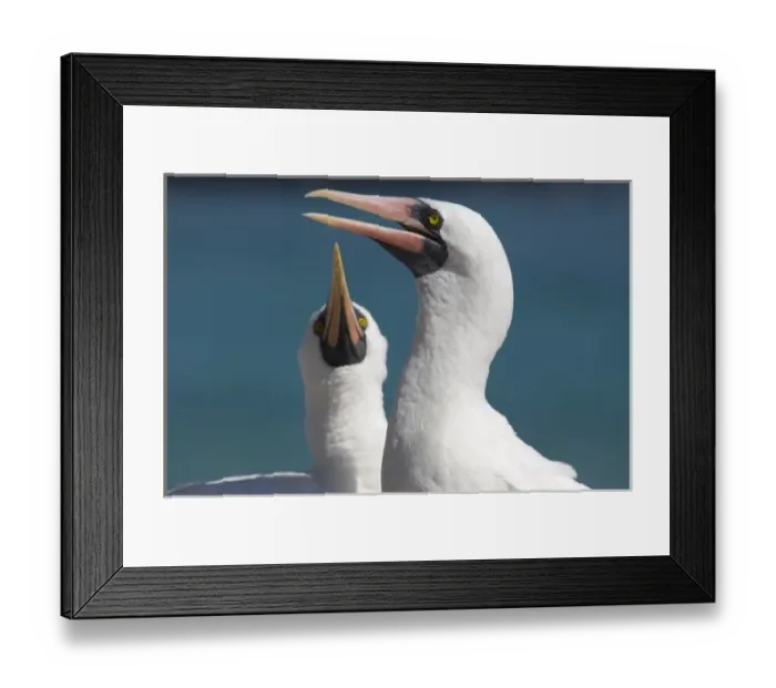 Framed Print : Ecuador, Galapagos. Genovesa Island aka Tower, Darwin Bay. Nazca booby aka Masked booby (WILD Framed Print : Ecuador, Galapagos. Genovesa Island aka Tower, Darwin Bay. Nazca booby aka Masked booby (WILD