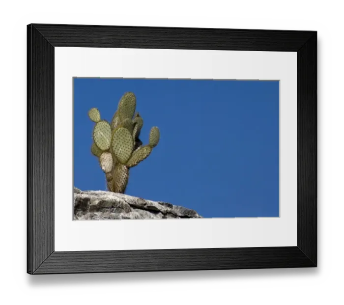 Framed Print : Ecuador, Galapagos. Genovesa Island aka Tower, Darwin Bay. Giant Prickly Pear Cactus Framed Print : Ecuador, Galapagos. Genovesa Island aka Tower, Darwin Bay. Giant Prickly Pear Cactus