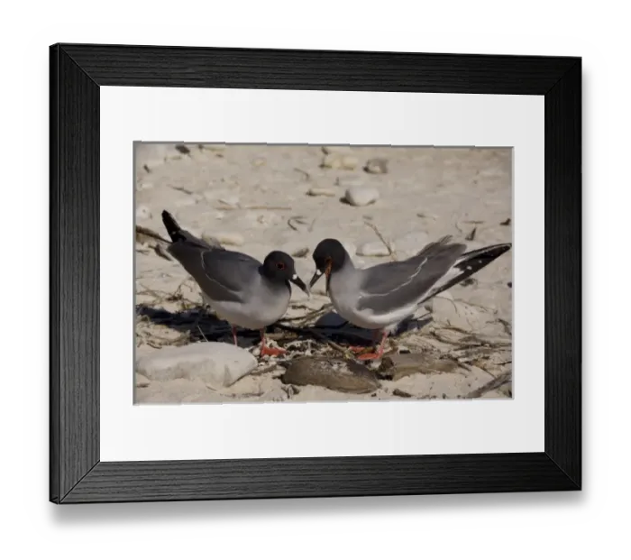 Framed Print : Central America, Ecuador Framed Print : Central America, Ecuador